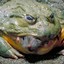 Bullfrog Protects Tadpoles