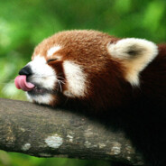 AAA鹈鹕镇杨桃果酒批发