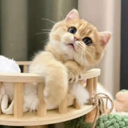 怪兽怪兽拯救地球