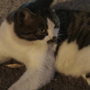 打我，财运分我一半