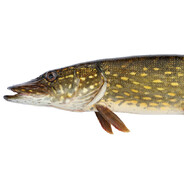 Brungädda