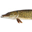 Brungädda