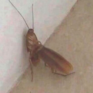 CUCARACHA