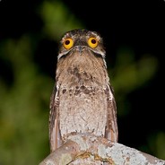 Smeef