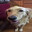 butter dog