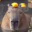 Capybara