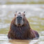 capybara