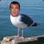 Steven Seagull