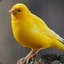 Canary