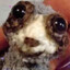 Scrug