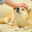 shibe