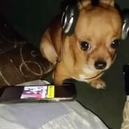 leo cipelliSKINS.ARMY