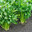 Crazy_Celery