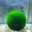 wet moss