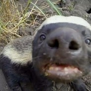 Honey Badger