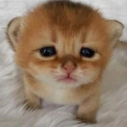 ليس إرهابيا