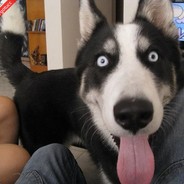 用爱感化zz队友