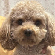 我爱我的提伯斯丶