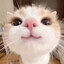 么 Slike 么