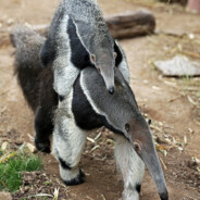 EllieTheAntEater