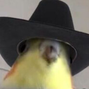 murrumbateboy avatar