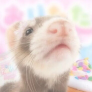 cute fuzzy ferret