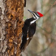 Woodpecker