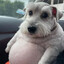 burmaldog