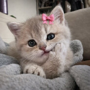 niaa♡