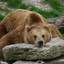 Beorn le nounours