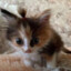 cat v8