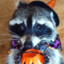 SPOOKYRaccoon