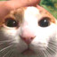 shino