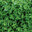 Thyme