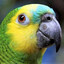 loro