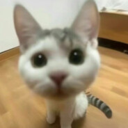 小猫咪揍你来喽