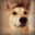Real Shiba