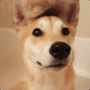 Real Shiba
