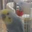 budgie