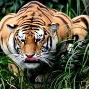 Crouching Tiger