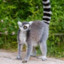 The real Lemur_Boi