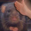 Rat Smacker