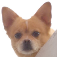 终是庄周梦了蝶