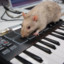 rat using a synth