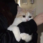 小马只会打背身