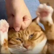 上海毒枭周立波