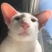 我是布洛芬缓释胶囊 你可以叫我头孢