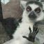 Chill Lemur