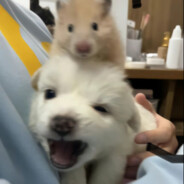 我可是一个杀手