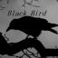 Black Bird